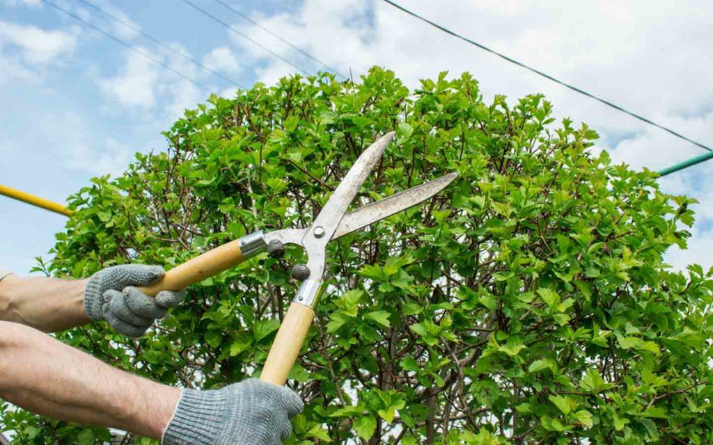 Professional Pruning services in Melbourne​
